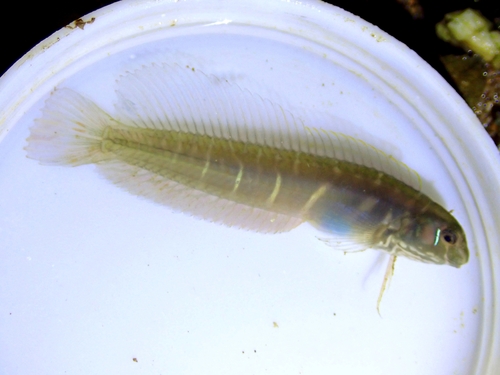 Omobranchus ferox observed 2025-11-12