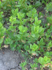 Polygonum achoreum