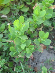 Polygonum achoreum