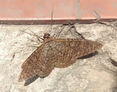 Lepidoptera