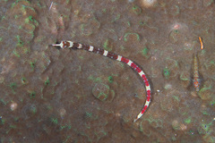 Corythoichthys amplexus