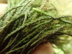 Phlegmariurus billardierei