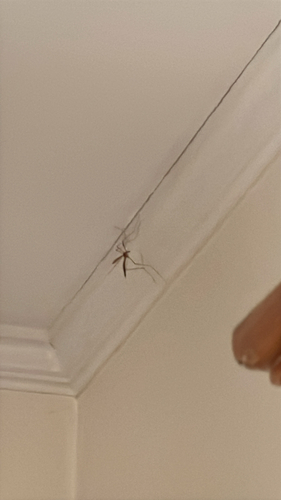 Unknown species found near E Carolina Ave, Summerville, SC, US