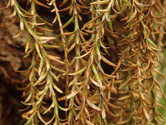 Phlegmariurus billardierei