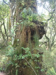 Phlegmariurus billardierei