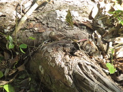 Sceloporus variabilis