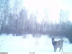 Cervus canadensis sibiricus