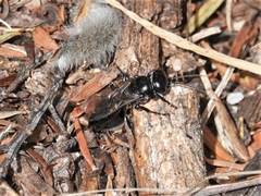 Tachysphex nigerrimus