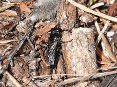 Tachysphex nigerrimus