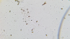 Psathyrella longistriata