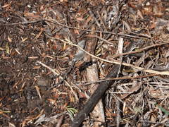 Tachysphex nigerrimus