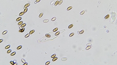 Psathyrella longistriata