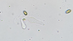 Psathyrella longistriata