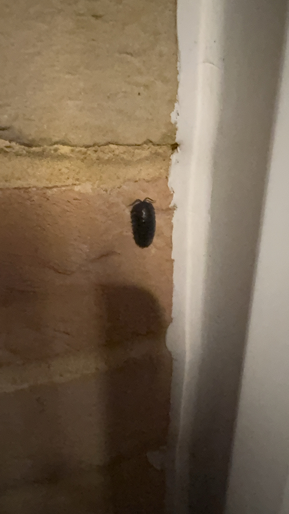Armadillidium depressum