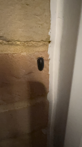 Armadillidium depressum