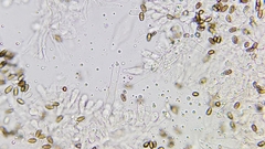 Psathyrella longistriata