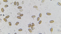 Psathyrella longistriata