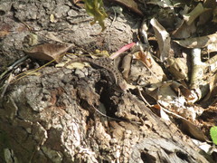 Sceloporus variabilis