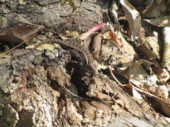 Sceloporus variabilis
