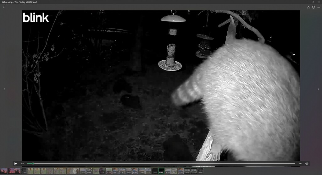 Common Raccoon from Archie Briggs Rd, Bend, OR 97703, USA on November ...
