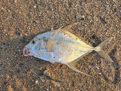 Threadfin jack (Carangoides otrynter) — Carangidae — 5