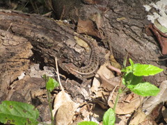 Sceloporus variabilis