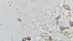 Psathyrella longistriata