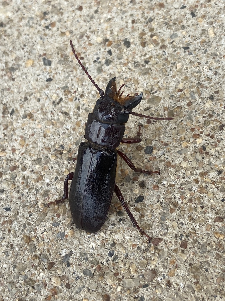 Analophus septentrionalis