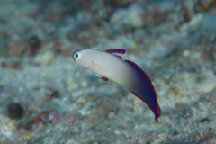 Nemateleotris decora