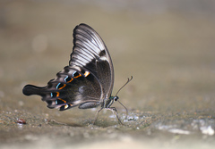 Papilio peranthus