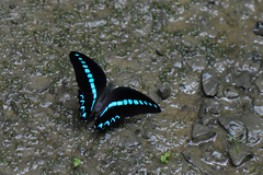 Graphium milon