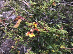 Erythrostemon placidus