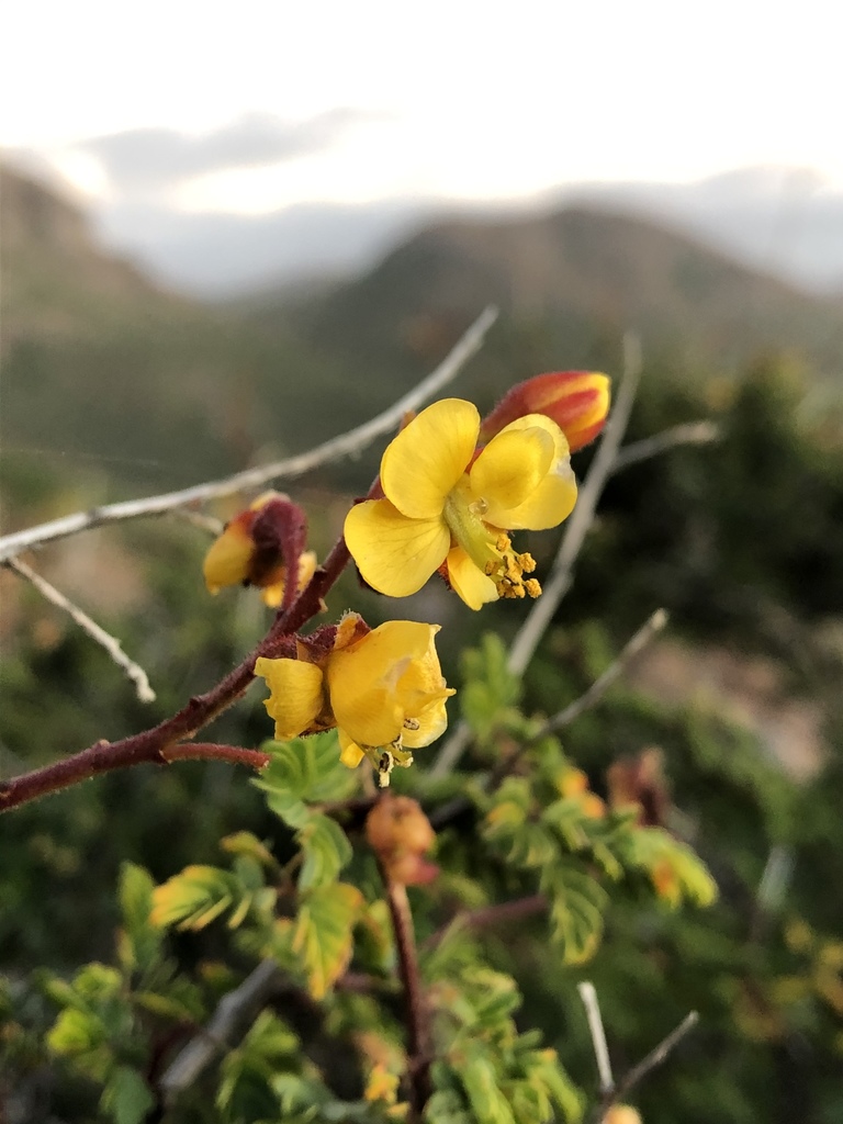 Erythrostemon placidus