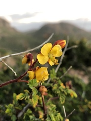 Erythrostemon placidus