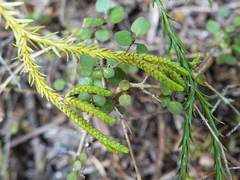 Phlegmariurus billardierei