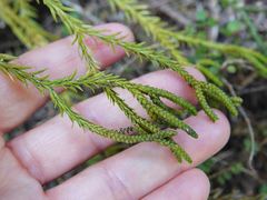 Phlegmariurus billardierei