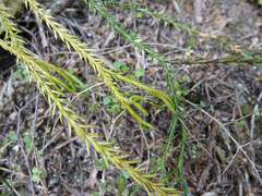 Phlegmariurus billardierei