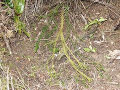 Phlegmariurus billardierei