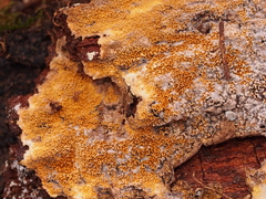 Serpulaceae