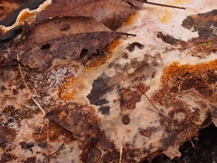 Serpulaceae