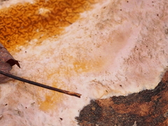 Serpulaceae