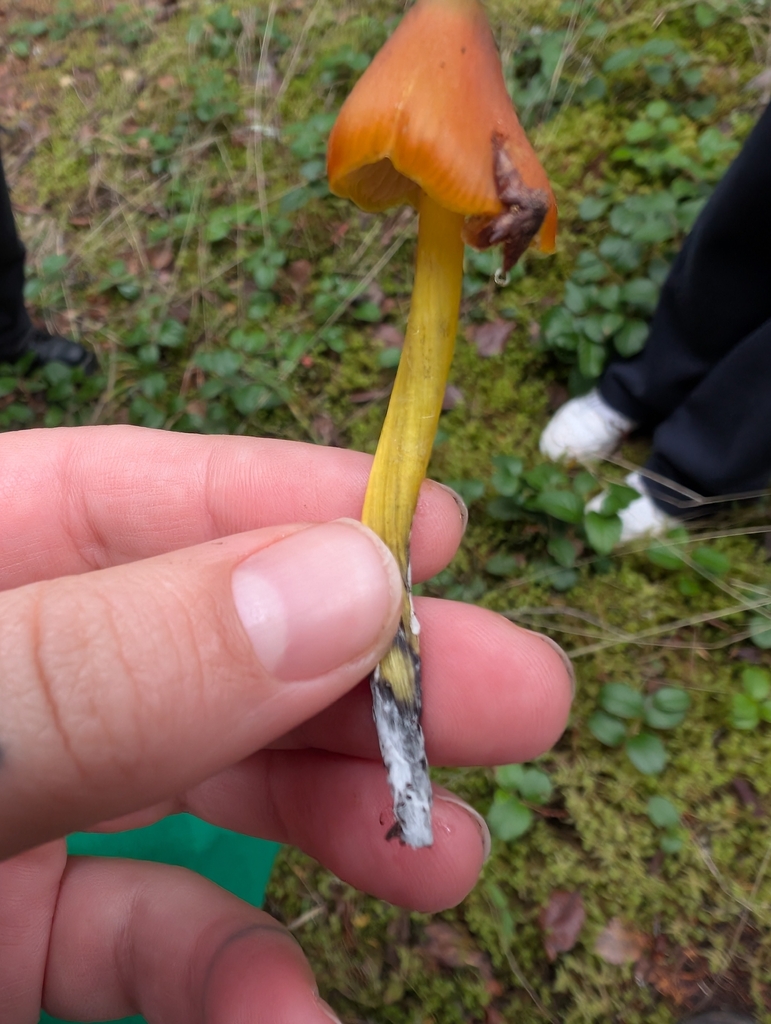 Hygrocybe singeri · November 2025 · photo: © simonele (iNaturalist, cc-by)