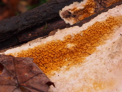 Serpulaceae