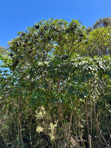 Neopanax arboreus, photograph 6