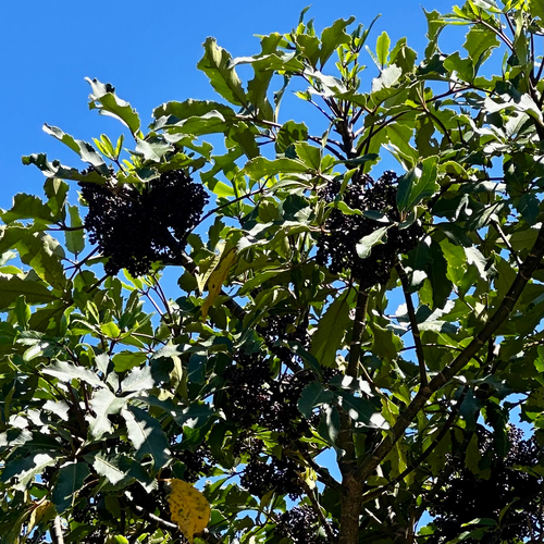 Neopanax arboreus, photograph 5