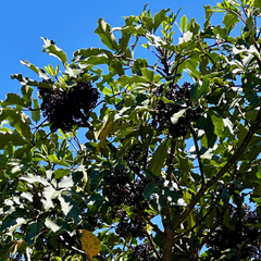 Neopanax arboreus, photograph Tom Beard, CC BY, iNaturalist via GBIF