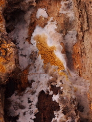 Serpulaceae
