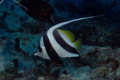 Heniochus acuminatus