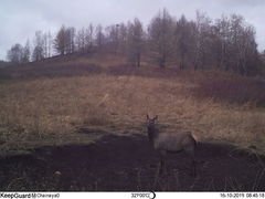 Cervus canadensis sibiricus