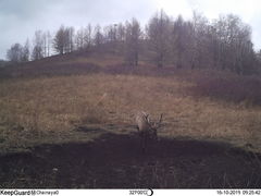 Cervus canadensis sibiricus